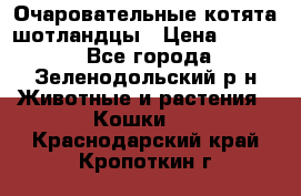 Очаровательные котята шотландцы › Цена ­ 2 000 - Все города, Зеленодольский р-н Животные и растения » Кошки   . Краснодарский край,Кропоткин г.